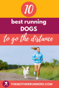 best running dog breeds pin