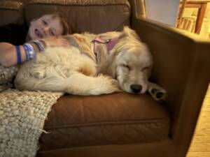 Niki, our new golden, asleep on the couch 