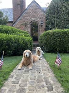 two dogs in front of house