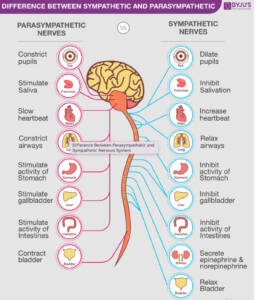 autonomic-nervous-system