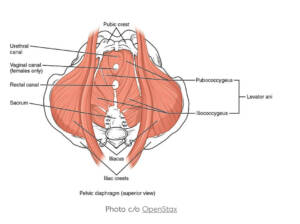 pelvic-floor-dysfunction