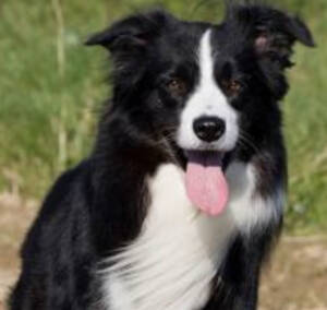 border collie