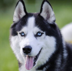 Siberian husky