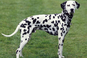 Dalmatian