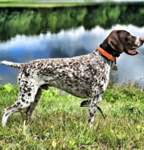 German Shorthaired Pointer