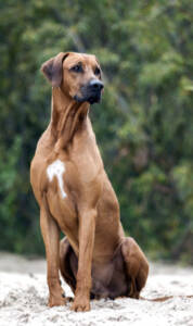 Rhodesian Ridgeback 