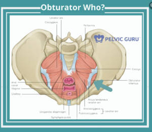 OI in pelvic floor graphic