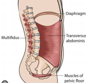 the pelvic floor and deep core muscles