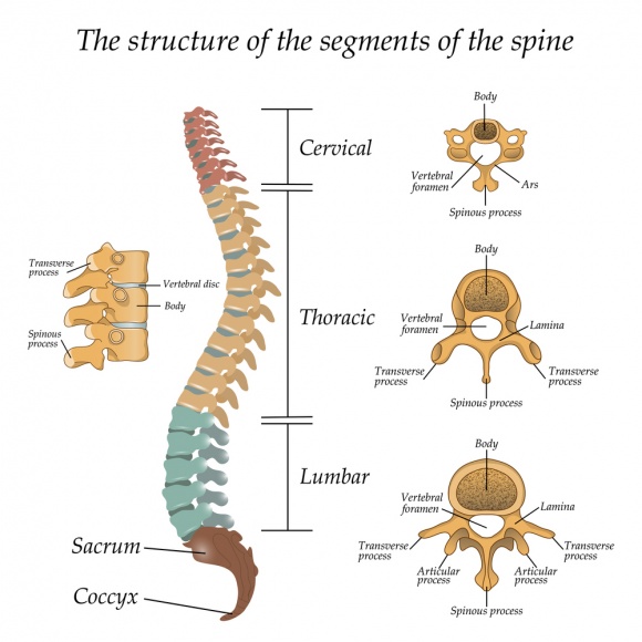 Thoracic Laminectomy Surgery Cost In India