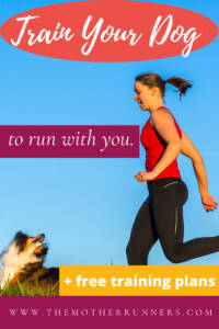 train your dog to run