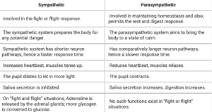 autonomic-nervous-system